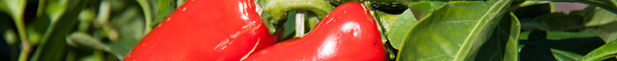 PV-Recipe-Banner-Red-Capsicum-lg